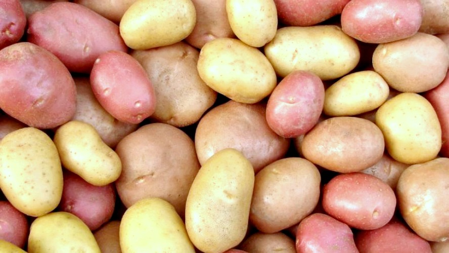 Lots of Potatoes